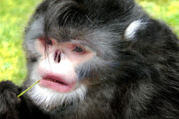 os macacos mais feios do mundo
