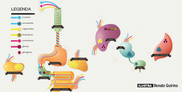 Como as calorias viram gordura no corpo?