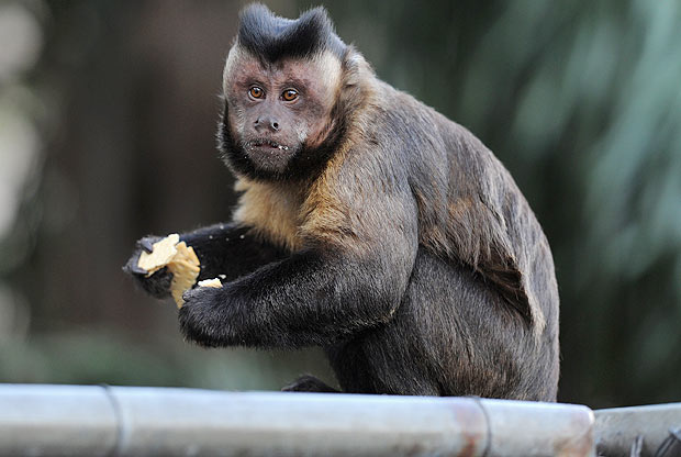 pagar-o-mico-macaco-comida-brasil-animal-bicho