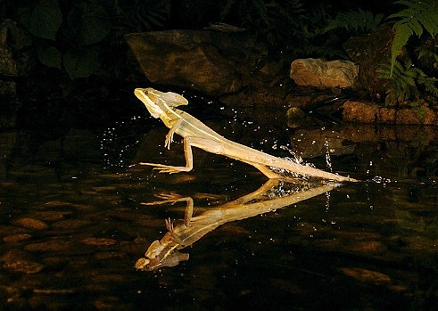 correr-sobre-a-água-lagarto Basiliscus Jesus Christ Lizard
