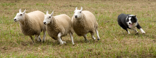 Qual é a raça de cachorros mais inteligente?