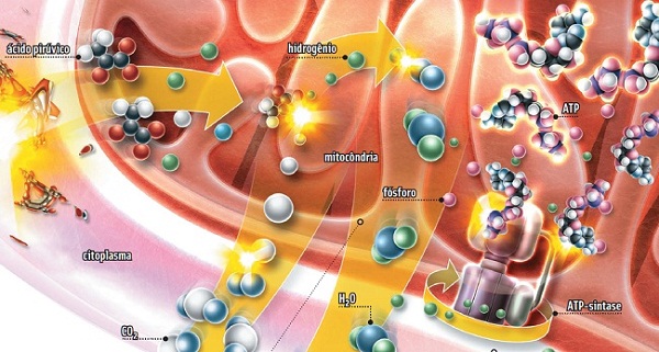 como-e-obtida-a-energia-que-faz-nosso-corpo-funcionar