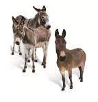 qual-a-diferenca-entre-jumento-mula-burro-jegue-e-asno