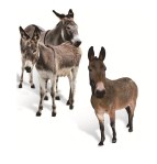 Qual a diferença entre jumento, mula, burro, jegue, asno…