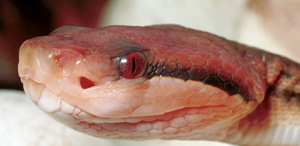 Qual é a cobra mais venenosa do mundo? E do Brasil?
