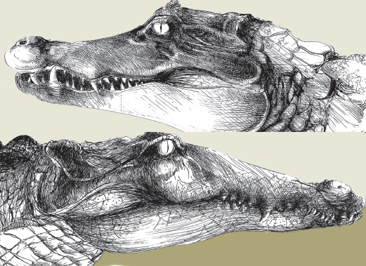 Featured image of post Crocodilo Vs Jacar Diferen a Mas afinal qual a diferen a entre crocodilo e jacar