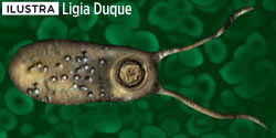 pior-parasita-naegleria-fowleri