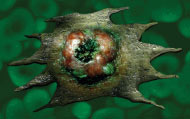 pior-parasita-baleamuthia-mandrillaris
