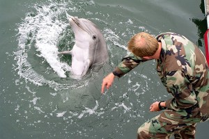 520953bc865be21cbf0000f1800px-military-trained-dolphin.jpeg