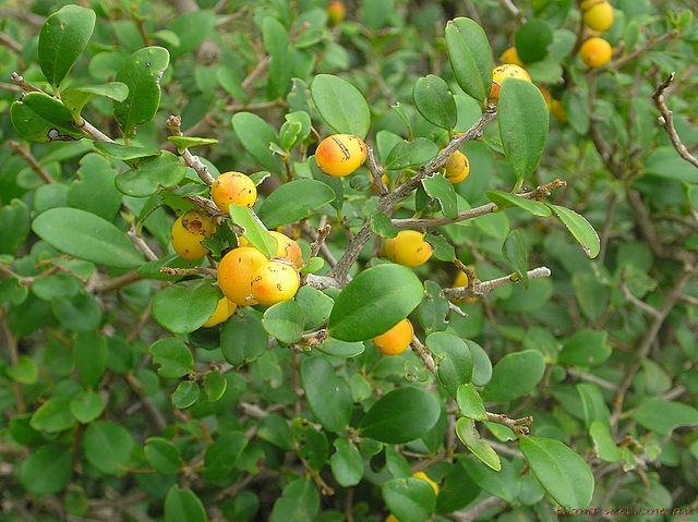 Diospyros_ferrea_(Willd