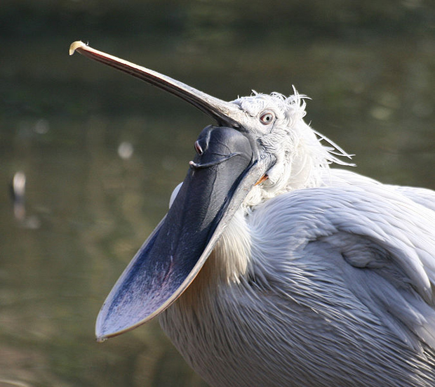 675px-Pelican_with_open_pouch