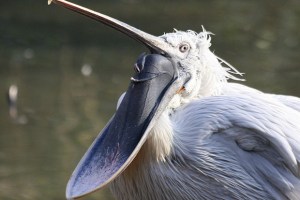 5217d63d98276813e8000f29675px-pelican_with_open_pouch.jpeg