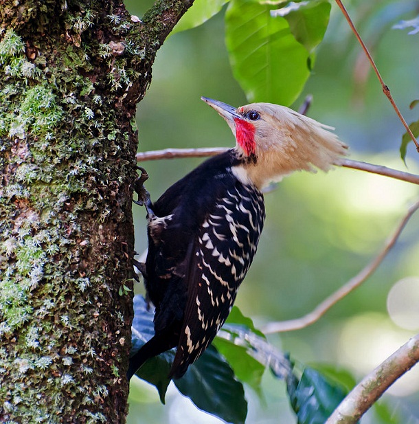 759px-Celeus_flavescens_-Horto_Florestal,_Sao_Paulo,_Brazil_-male-8