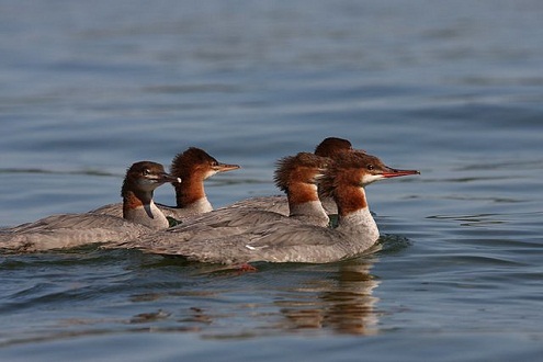 Mergus_merganser2_BS