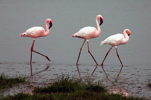 640px-Lesser-flamingos