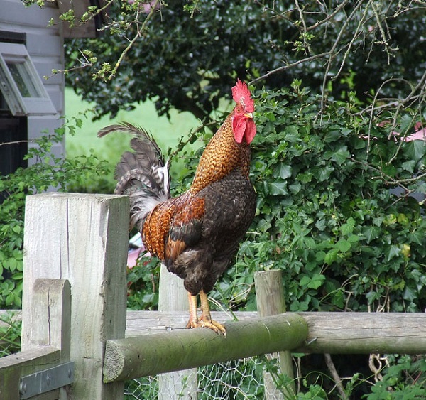 -Public_footpath_my_eye^_You've_still_got_to_pass_me-_-_geograph
