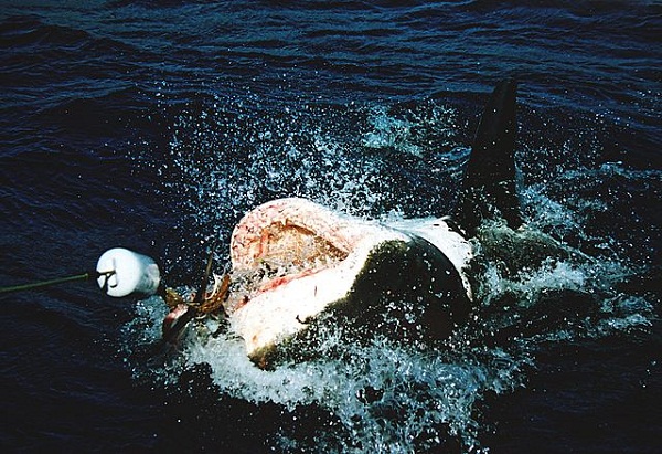 Great_white_shark_at_his_back