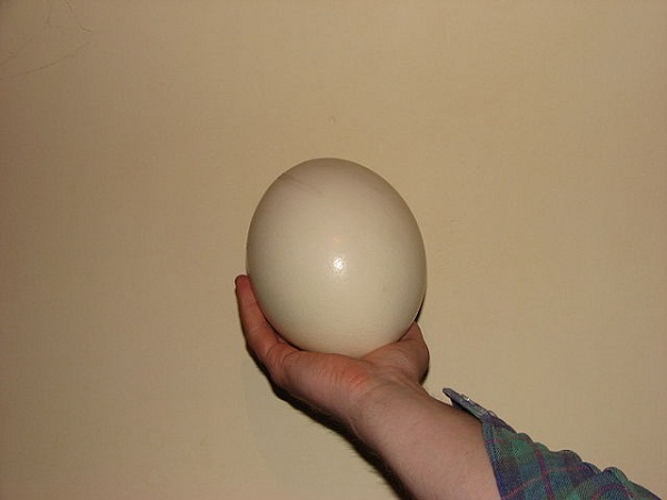 640px-An_ostrich_egg