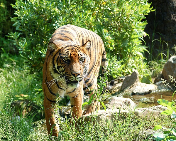 960px-Sumatraanse_Tijger