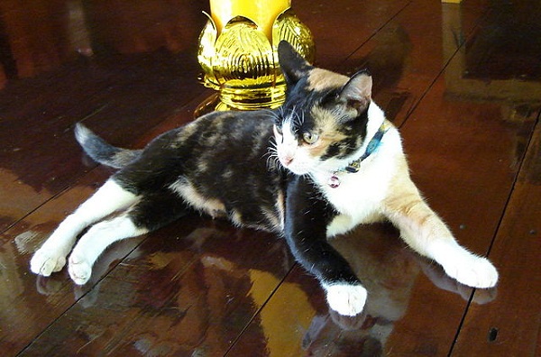 Tortoiseshell_cats_in_Wat_Khung_Taphao