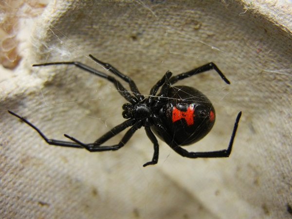 Por que a aranha viúva-negra mata o macho após o acasalamento? | Super