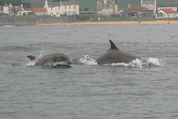 Bottle_nose_dolphins_in_Elie_Bay_-_geograph