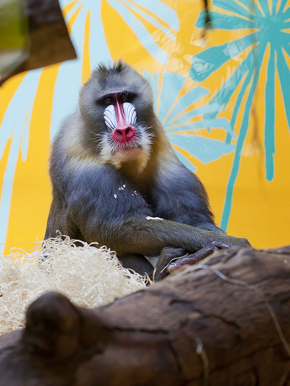 576px-Mandril_(Mandrillus_sphinx),_Tierpark_Hellabrunn,_Múnich,_Alemania,_2012-06-17,_DD01