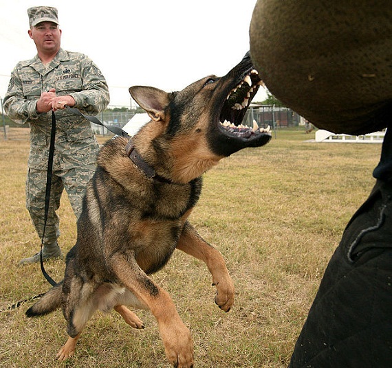 637px-Dog_attack_(USAF)