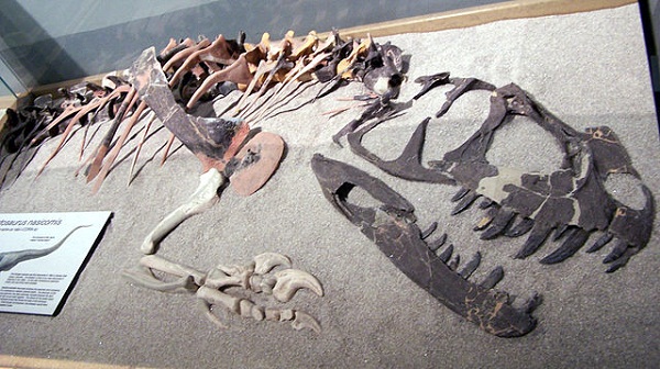 Ceratosaurus_nasicornis_(partial_fossil)