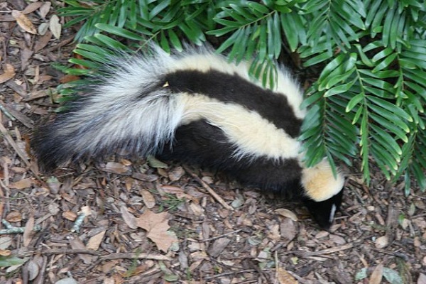 640px-Striped_skunk_Florida