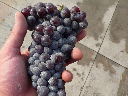 800px-Nebbiolo_cluster_in_hand