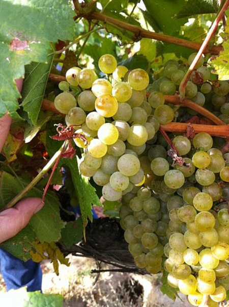 448px-Chardonnay_clusters