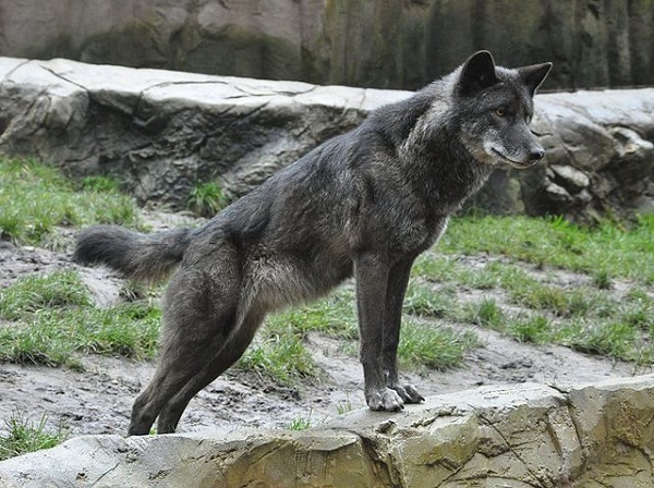 640px-Canis_lupus_lycaon_qtl2_(bearbeitet)