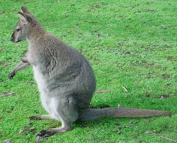 Red-necked-Wallaby