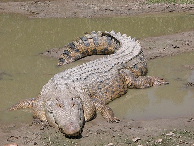 640px-SaltwaterCrocodile('Maximo')
