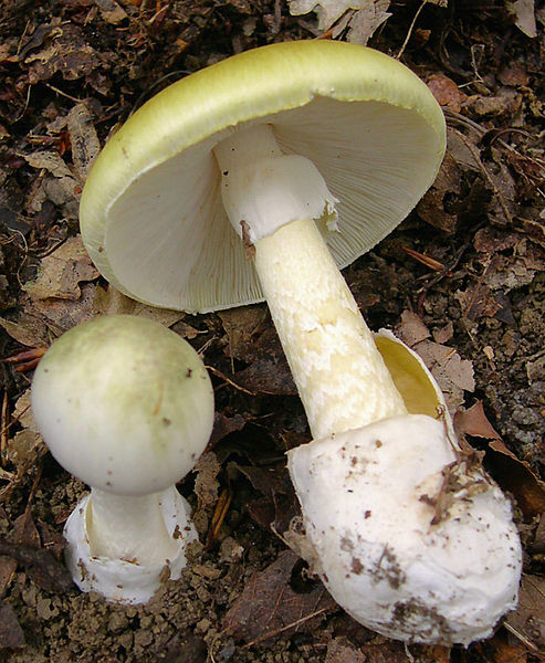 493px-2005-09_Amanita_phalloides_crop