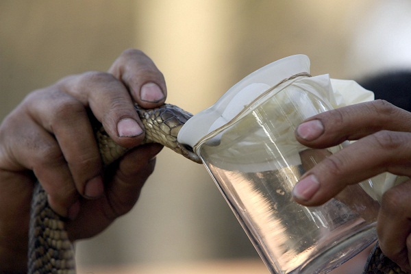 Como é feito e como age o soro antiofídico?