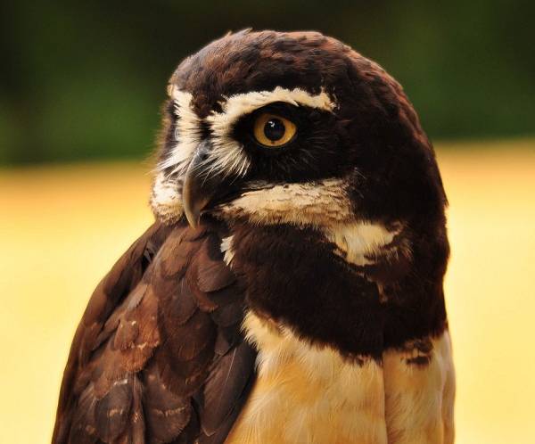 923px-Pulsatrix_perspicillata_-Woodland_Park_Zoo_-upper_body-8a