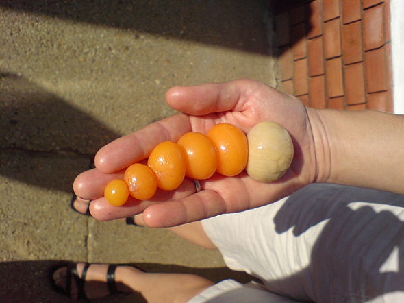 Como o ovo se forma dentro da galinha?