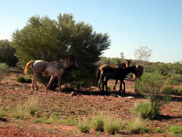 Wild_Horses