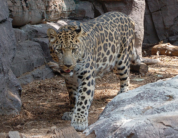 617px-Amur_Leopard_Panthera_pardus_orientalis_Facing_Forward_1761px