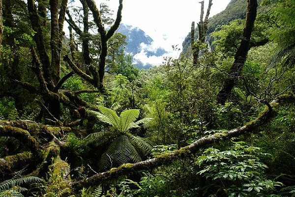 640px-NZ_Southern_Island_forest