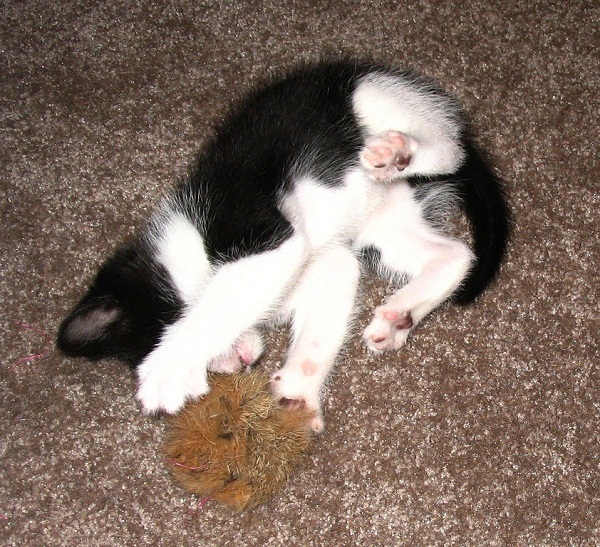 842px-Kitten_playing_with_furball_overhead