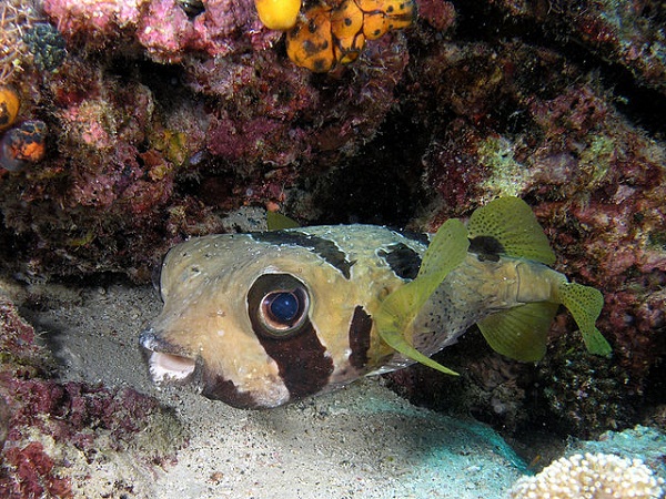 640px-Pufferfish_komodo