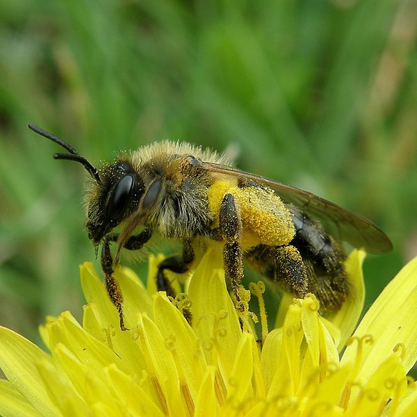 600px-Bain_de_pollen_bath_of_pollen_(2503875867)