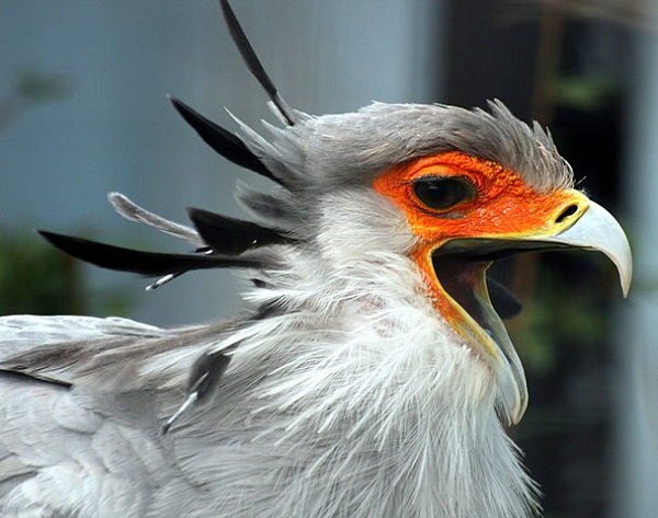 608px-Secretary_Bird_with_open_beak