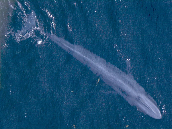 Blue_Whale_001_noaa_body_color
