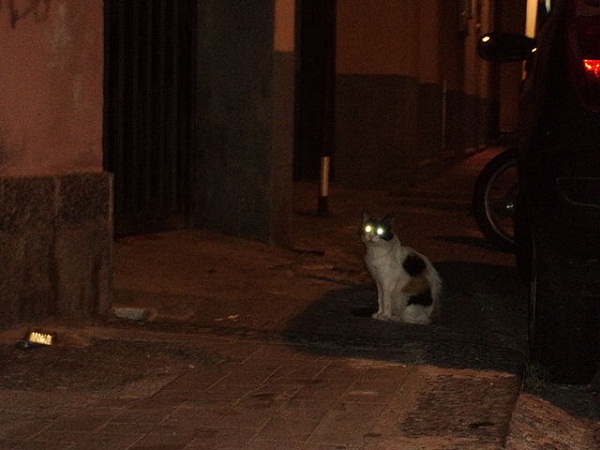 640px-Cat_in_the_night_of_Catanzaro_Lido