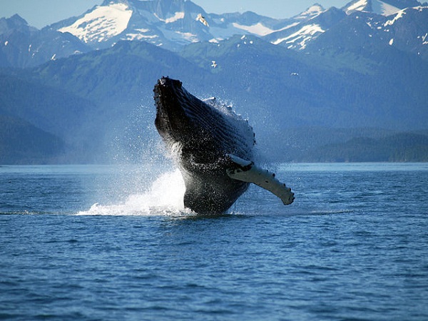 640px-Adult_Humpback_Whale_breaching