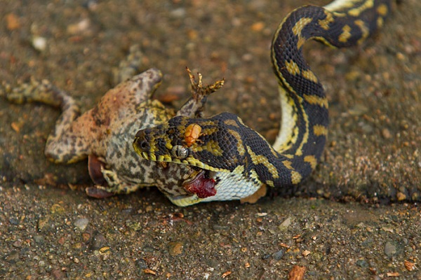 Juvenile_Carpet_Snake_eating_Cane_Toad
